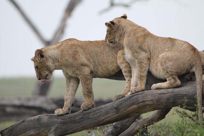 4 Days Game Drives Safari Tarangire, Serengeti and Ngorongoro Crater - Pricing and Cancellation Policy