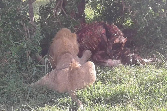 4 Days Maasai Mara and Lake Nakuru Unforgettable Safari - Meeting and Pickup Information