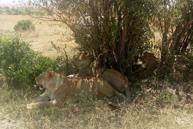 4 Days Maasi Mara-Nakuru National Park Budget Camping Safari - What to Expect