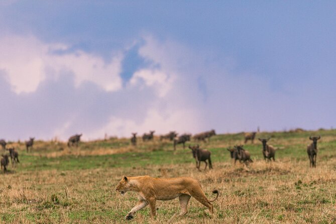 4 Days Masai Mara Safari - Safety Considerations