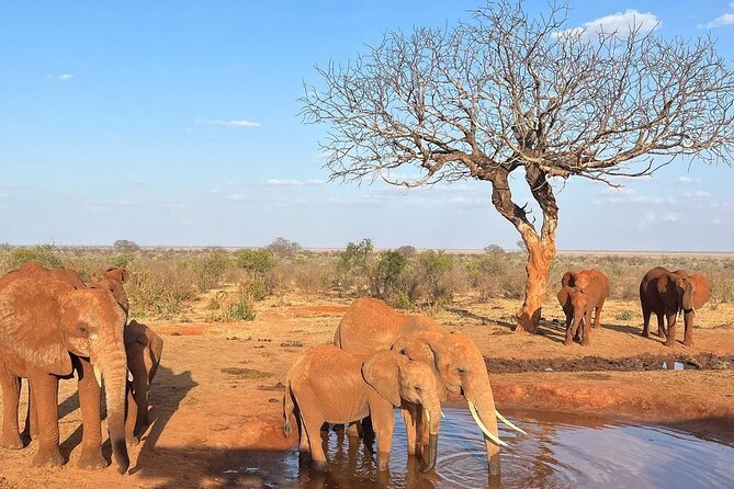4 Days Private Safari Tour Tsavo and Amboseli From Nairobi - Reviews and Ratings