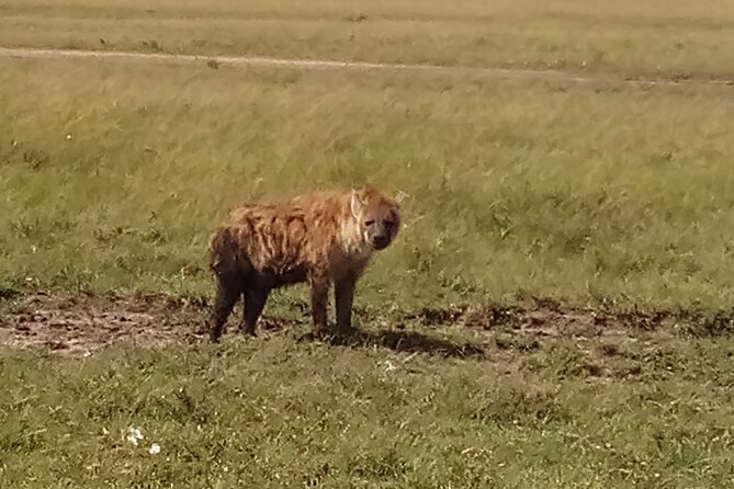 4 Days Safari to Lake Nakuru N/P and Maasai Mara N/R - Exploring Maasai Mara