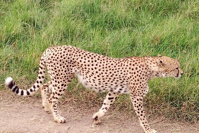 4-Days Safari: Tsavo East, West and Amboseli National Parks - Preparing for the Safari