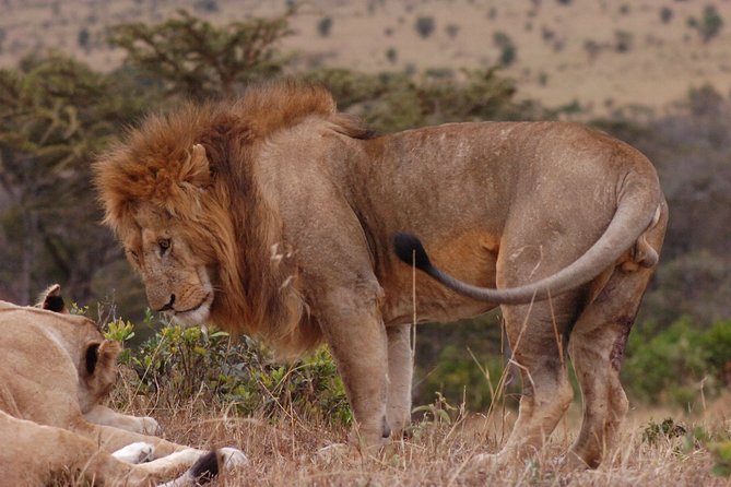 4 Days Serengeti and Ngorongoro Crater Tanzania Tour - Frequently Asked Questions