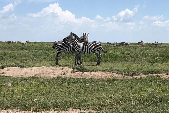 4 Days Tanzania Camping Safari - Traveler Reviews and Recommendations