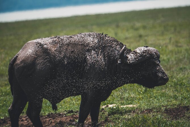 4 Days Tarangire, Serengeti and Ngorongoro Crater Camping Safari - What to Pack and Prepare