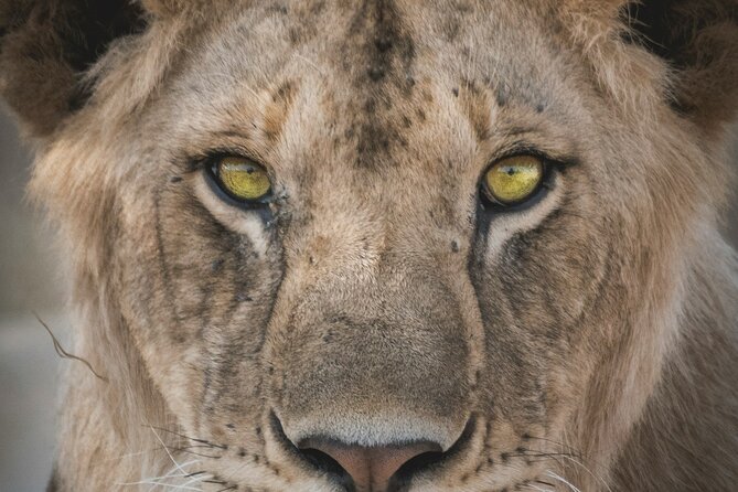 4-Days Tour to Tanzania National Parks - Pricing and Booking