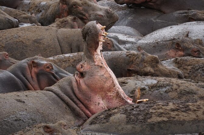 4 Days Wildlife Tanzania Adventure - Testimonials and Reviews