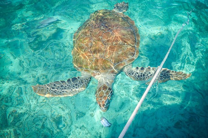 4-Hour Private 40 Luxury Catamaran Tour With Food, Open Bar & Snorkeling - Positive Experiences