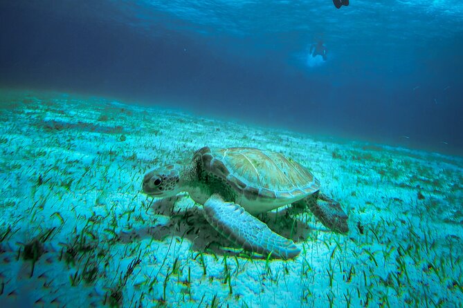 4 Hour Snorkeling Tour in Cozumel - Safety and Accessibility