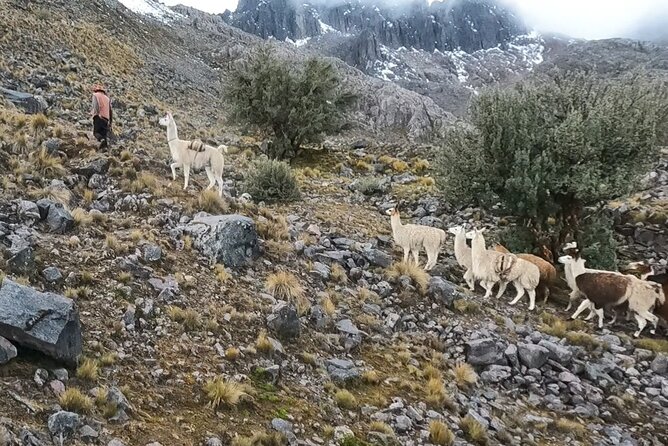 4D3N Llama Trek to Machu Picchu & Sacred Valley Journeys - Recommended Fitness Level