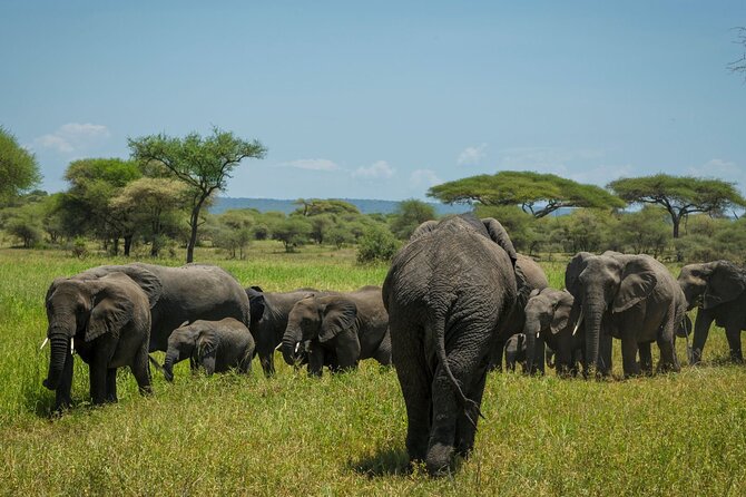 5-Day Mid-Range Safari in Tanzania - Packing and Preparation