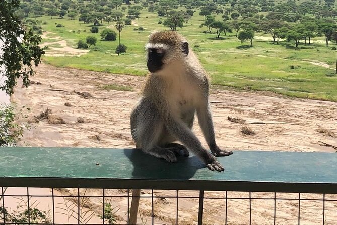 5-Day Ngorongoro Crater and Lake Manyara Safari From Arusha - Transportation and Pickup Details