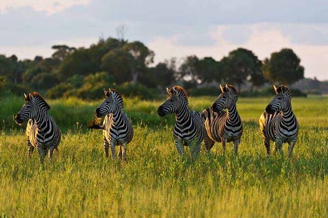 5 Day Safari in Tarangire, Serengeti and Ngorongoro Wonders - Travel Tips for Safari