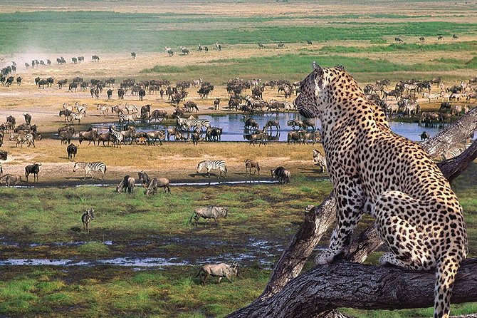 5 Day Serengeti Luxury Safari - Pricing and Booking Information