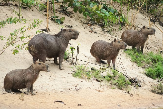 5-Day Wildlife of the Pacaya National Park From Iquitos - Safety Considerations