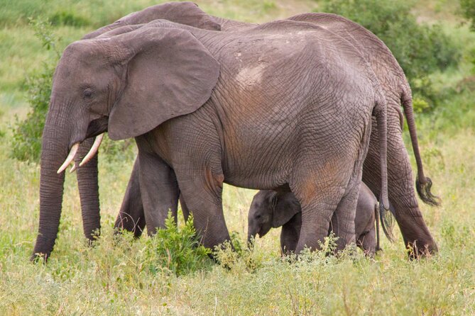 5 Days Lodge Luxury: A Taste of Tanzania Safari - Meeting and Pickup Details