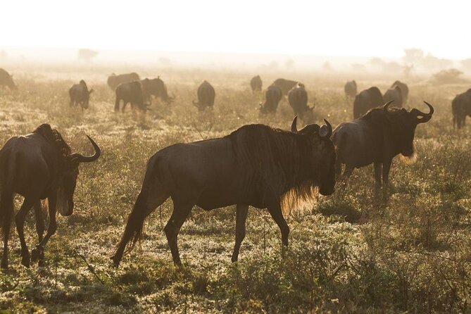5 Days Northern Tanzania Budget Group Joining Safari - Itinerary