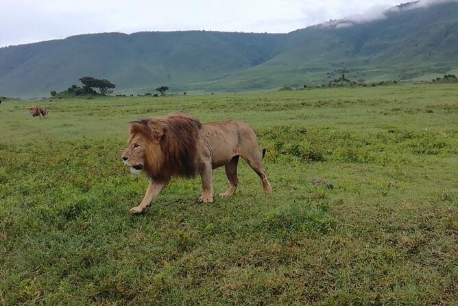 5 Days Safari In Serengeti And Ngorongoro - Booking and Cancellation