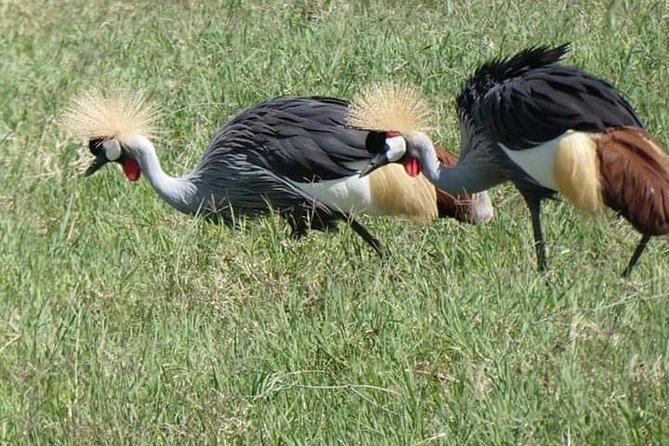 5 Days Safari Itinerary, Delight With Camping Game Drives in 3 National Parks - Pricing and Booking