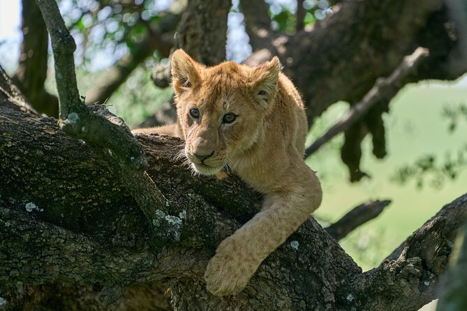 5 Days Safari Northern Circuit Of Tanzania - Review and Feedback