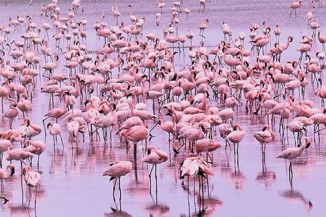 5 Days Serengeti, Ngorongoro, Tarangire & Manyara Lodge Tour - Serengeti National Park