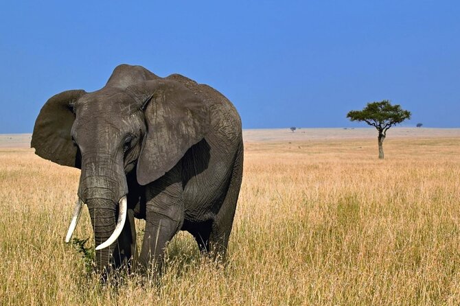5 Days Tanzania Big 5 Safaris - Transportation Options
