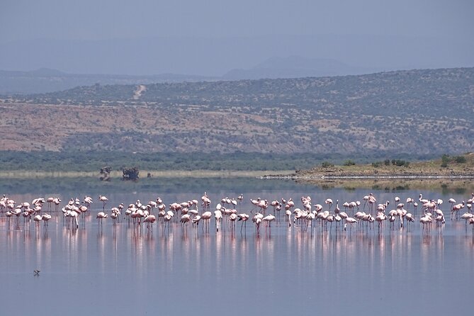 5 Days Tanzania Family Safari - Customer Experiences
