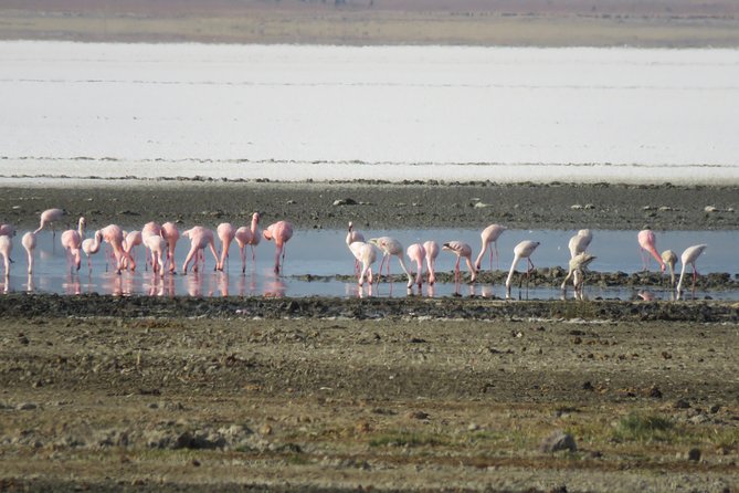5 Days Tanzania Safari From Mwanza to Arusha - Accessibility Information