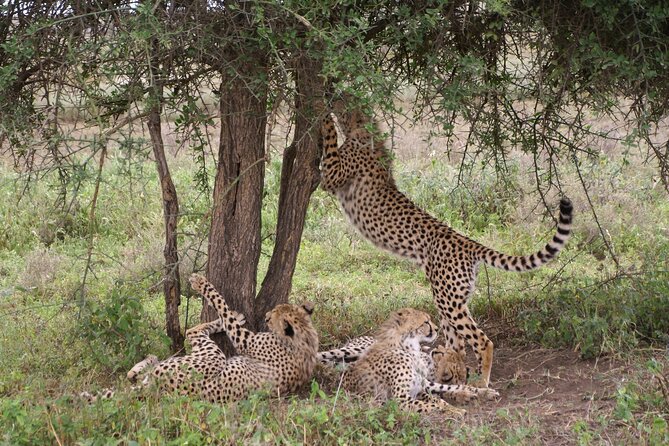 5 Days Tour Tarangire, Serengeti, Ngorongoro Crater & Lake Manyara Park-Midrange - Guest Reviews