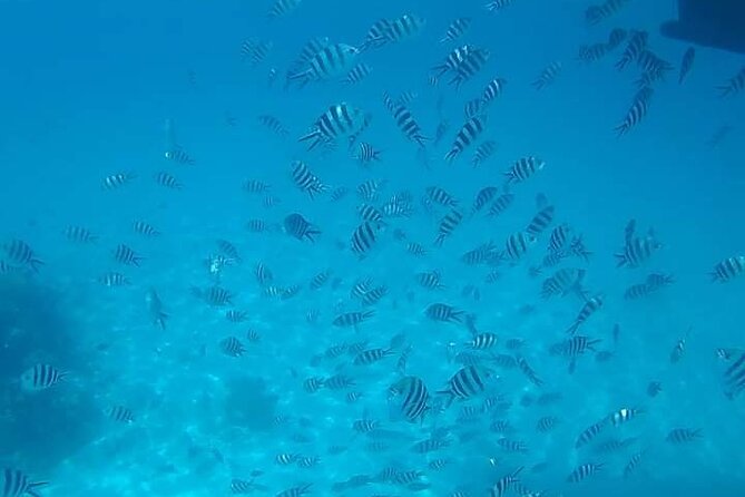 5-Hour Snorkeling, Swimming With Dolphins and Sea Turtles Aquarium - Dolphin Interaction Insights