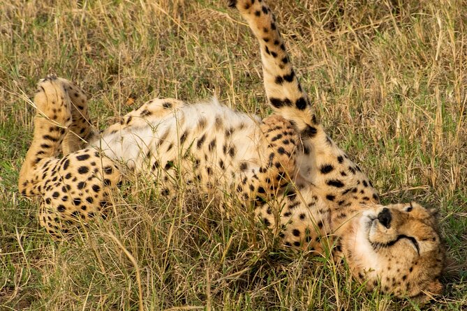 5HRS Nairobi National Park MorningEvening Gamedrive 4x4 Vehicle - Wildlife Viewing Highlights
