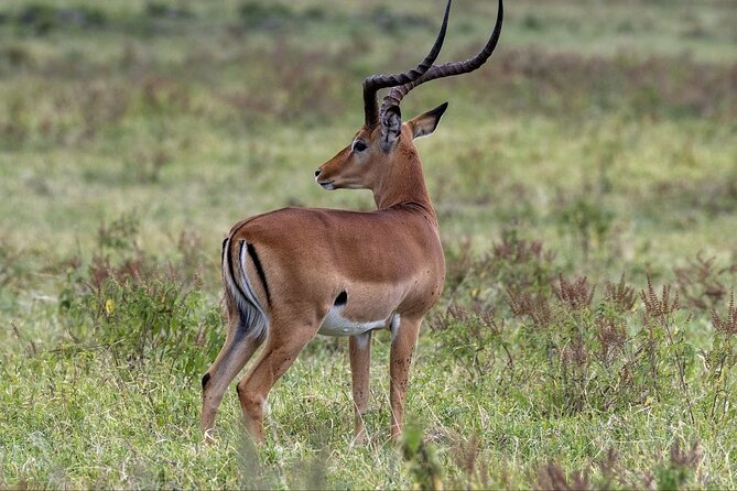 6-Day Maasai Mara Reserve, Lake Naivasha, Amboseli National Park - Spot the Big Five