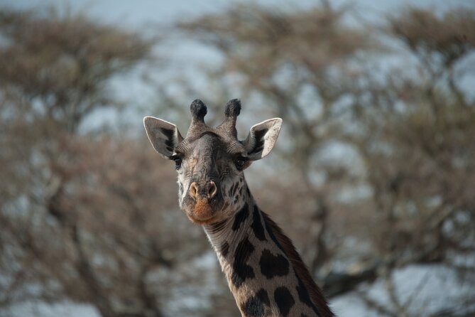 6-Day Private Camping Safari Tour From Kilimanjaro Airport - Cancellation Policy