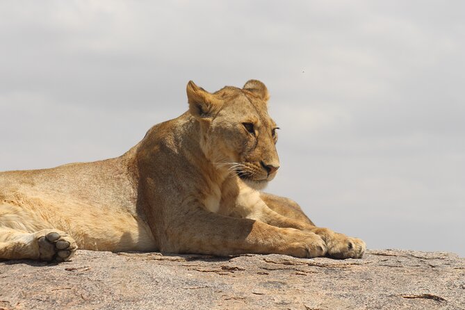6 Days Big Five Tanzania Safari - Daily Itinerary