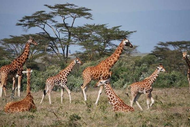 6 Days Gorilla & Chimpanzee Safari in Uganda - Private Transportation Provided