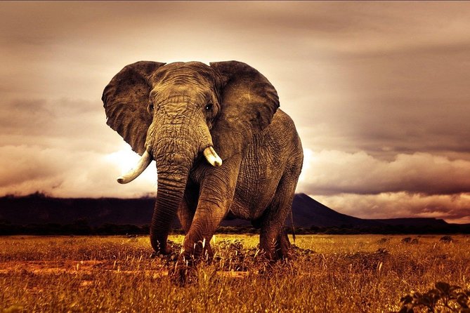 6 Days Luxury Migration Safari-Northern Tanzania - Frequently Asked Questions