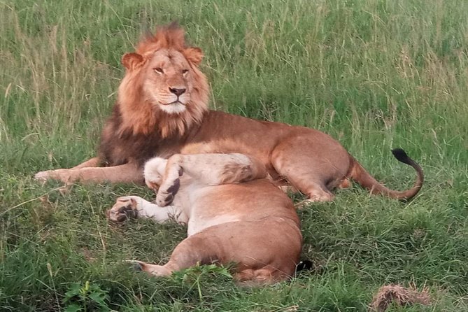 6 Days Maasai Mara - Nakuru - Amboseli Budget Group Safari. - Accessibility Features