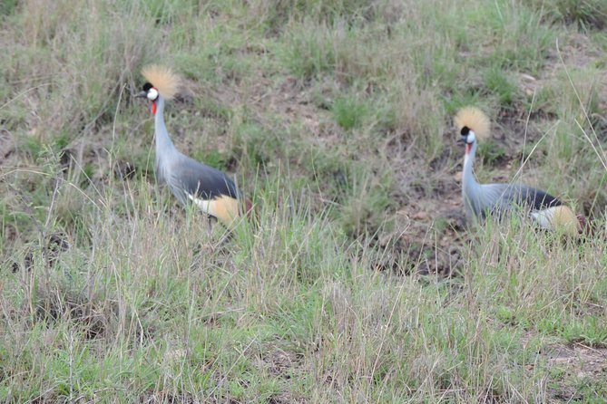 6 Days Masai Mara-Lake Nakuru & Amboseli Budget Safari - Booking and Cancellation
