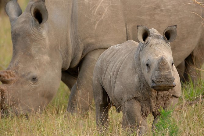 6 Days Masai Mara, Lake Nakuru & Amboseli-Ultimate Kenyan Safari - Praise From Satisfied Travelers