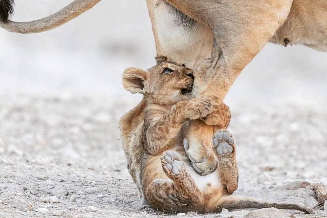 6 Days Tanzania Game Drive Camping Safari - Pricing Details