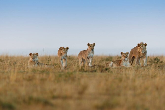 6 Days Tanzania Northern Circuit Safari - Tour Reviews