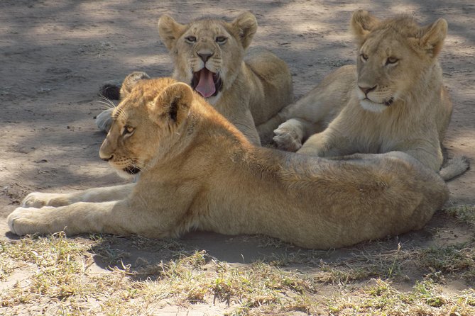 6 Days Tanzania Wildlife Safari Tour - Whats Included and Excluded