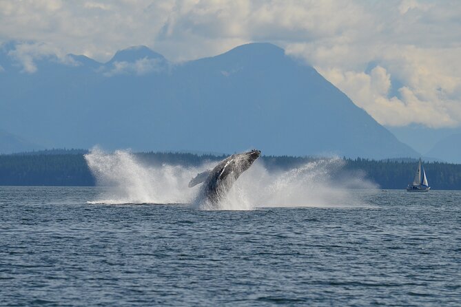 6 Hour Covered Boat Whale Watching Tour - Important Participant Information
