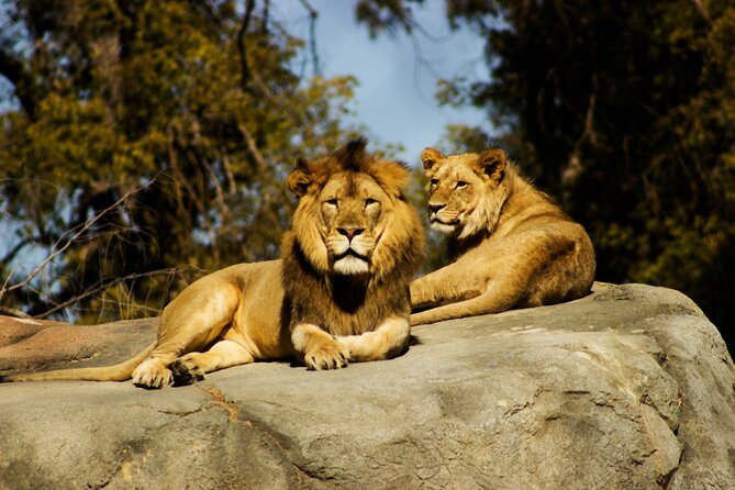6 Hours Nairobi National Park and Giraffe Center Tour - Review Highlights