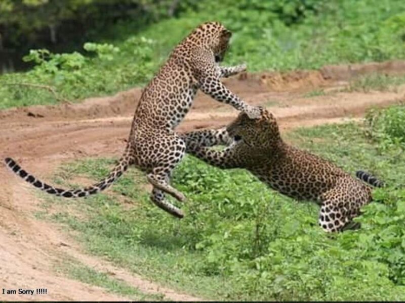 6 Nights 7 Days-Muslim Halal Tour With Yala National Park - Day 3: Kandy to Nuwara Eliya