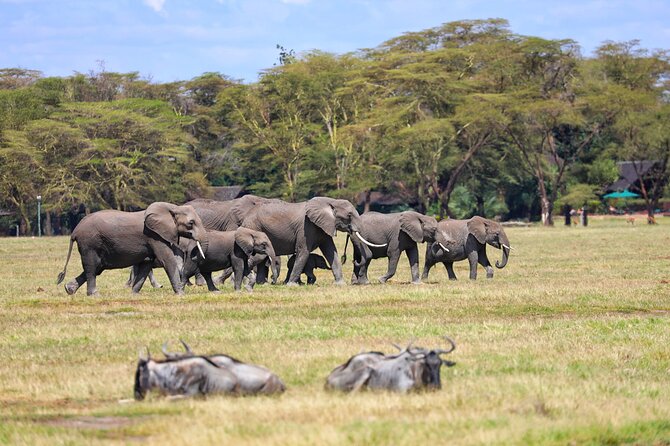 6days Masai Mara-Lake Nakuru via Lake Naivasha-Amboseli 4x4 Jeep Safari - Transportation and Pickup Arrangements