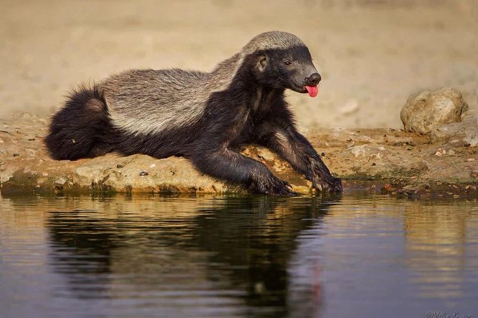 7 Day Joined Safari Serengeti,Ngorongoro,Manyara,Tarangire,Arusha National Park - Pricing Information