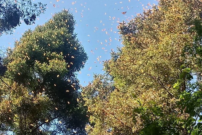 7 Day-Monarch Butterfly Ecofriendly Tour in Mexico - Positive Traveler Feedback