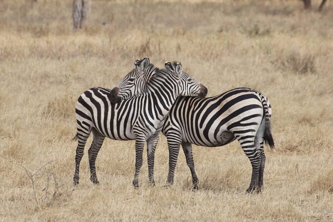7-Day Private Safari to Amboseli National Park and Masai Mara - Accommodation and Amenities